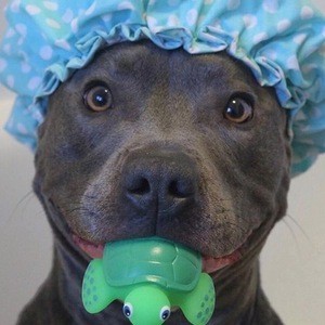 Blue Staffy Ramsey - Bio, Facts, Family 