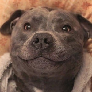 Blue Staffy Ramsey Headshot 4 of 6