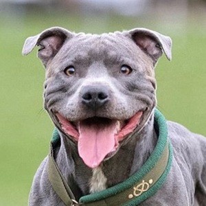 Blue Staffy Ramsey Headshot 5 of 6