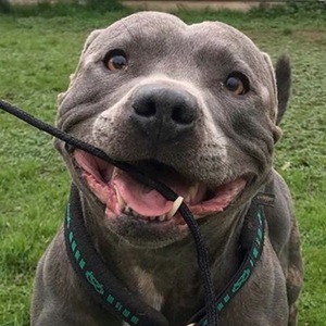 Blue Staffy Ramsey Headshot 6 of 6