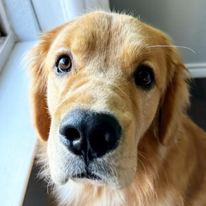 Bodie the Golden Headshot 2 of 5