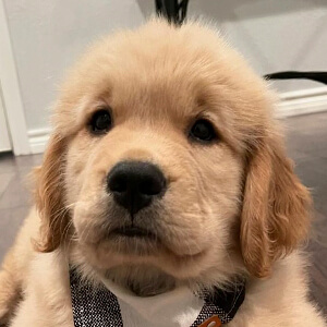 Bodie the Golden Headshot 5 of 5