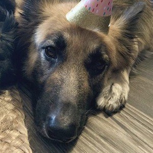 Brooklyn the German Shephard - Age, Family, Bio | Famous Birthdays