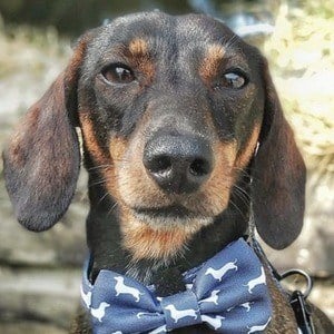 Charlie Sausage Dog Headshot 2 of 7