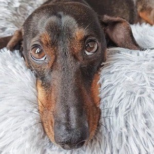 Charlie Sausage Dog Headshot 5 of 7