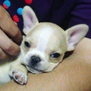 Chloe The Mini Frenchie Headshot 6 of 10