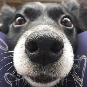 Daisy the Border Collie Headshot 3 of 10