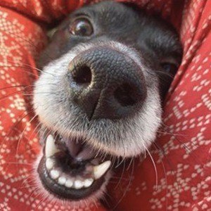 Daisy the Border Collie Headshot 4 of 10