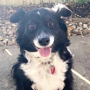 Daisy the Border Collie Headshot 5 of 10