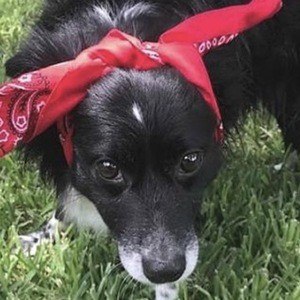 Daisy the Border Collie Headshot 8 of 10