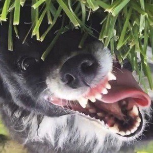 Daisy the Border Collie Headshot 9 of 10