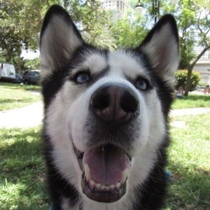 Dakota The Siberian Service Dog Headshot 2 of 3