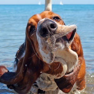 Dean The Basset Headshot 3 of 10