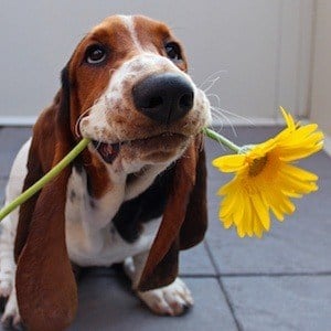 Dean The Basset Headshot 4 of 10