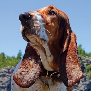 Dean The Basset Headshot 5 of 10