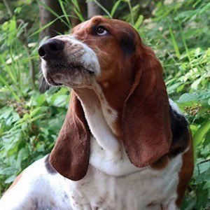 Dean The Basset Headshot 6 of 10