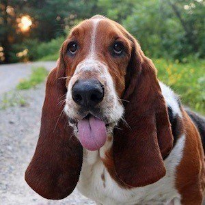 Dean The Basset Headshot 10 of 10