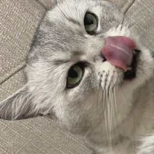 Deksy the Cat Headshot 2 of 3