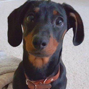 Dobby the Mini Dachshund Headshot 2 of 6