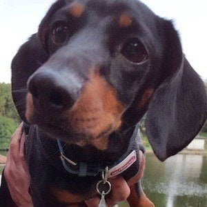 Dobby the Mini Dachshund Headshot 3 of 6