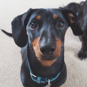 Dobby the Mini Dachshund Headshot 4 of 6