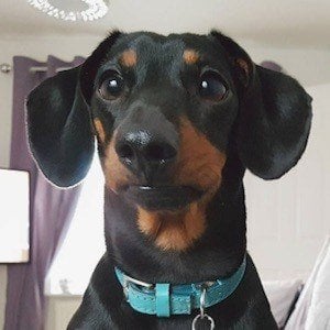 Dobby the Mini Dachshund Headshot 5 of 6