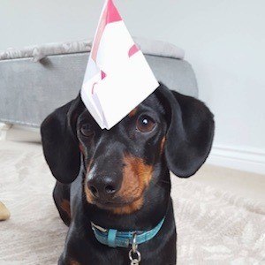 Dobby the Mini Dachshund Headshot 6 of 6