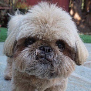 Dougie the Shih Tzu Headshot 2 of 10