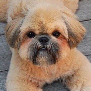 Dougie the Shih Tzu Headshot 3 of 10