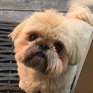 Dougie the shih sales tzu