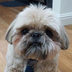 Dougie the Shih Tzu Headshot 5 of 10