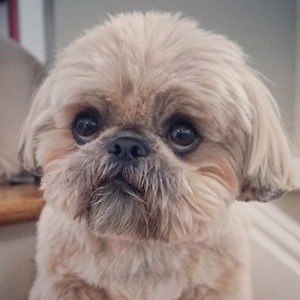 Dougie the Shih Tzu Headshot 9 of 10