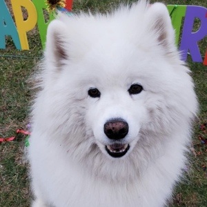 Enzo the Samoyed at age 10