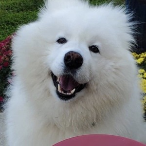 Enzo the Samoyed at age 9