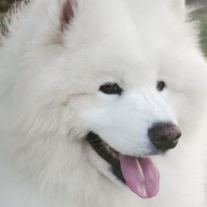 Enzo the Samoyed at age 9