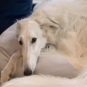 Eris The Borzoi Headshot 3 of 10