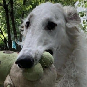 Eris The Borzoi Headshot 4 of 10