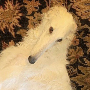 Eris The Borzoi Headshot 5 of 10