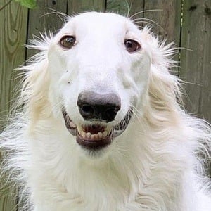 Eris The Borzoi Headshot 8 of 10