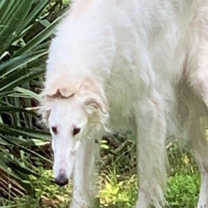 Eris The Borzoi Headshot 9 of 10