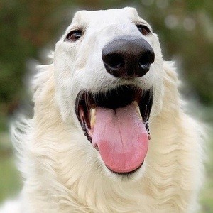 Eris The Borzoi Headshot 10 of 10