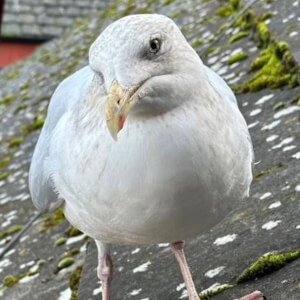 Feeding Steven en Español Headshot 2 of 3