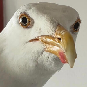 Feeding Steven en Español Headshot 3 of 3