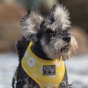 Gigi The Schnauzer Headshot 2 of 2