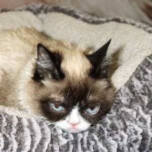 Grumpy Cat Headshot 4 of 4