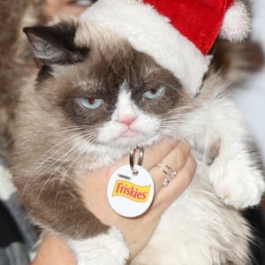 Grumpy Cat at age 3