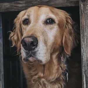 Gumbo the Dog Headshot 8 of 10