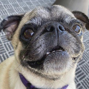 Guppy the Pug Headshot 4 of 10