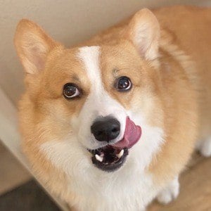 Hammy the Corgi Headshot 2 of 10