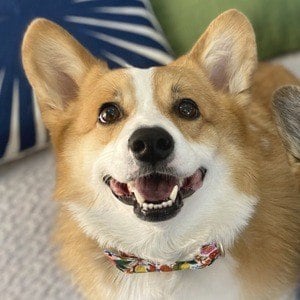 Hammy the Corgi Headshot 3 of 10